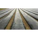 FOLIE MULCIRE 15 Microni NEPERFORATA 0.8x1500m;1x1500m;1.2x1500m;UV