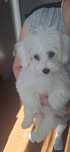 Bichon maltez catelusa