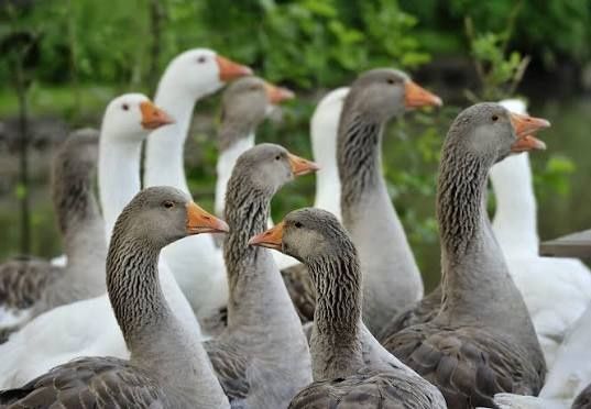 Продавам гъски 10 броя