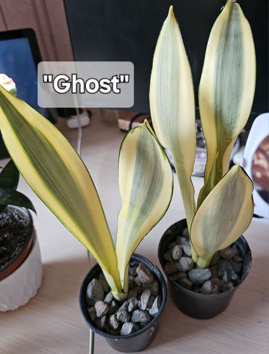 Сансевиерия (Сансевьера).Комнатные цветы.