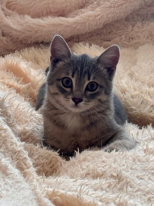 Котенок в добрые руки
