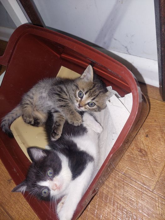 Дарю котят ,мать Шотланка