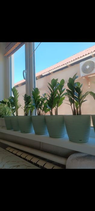 Замиакулькас адемі өсіп жатр