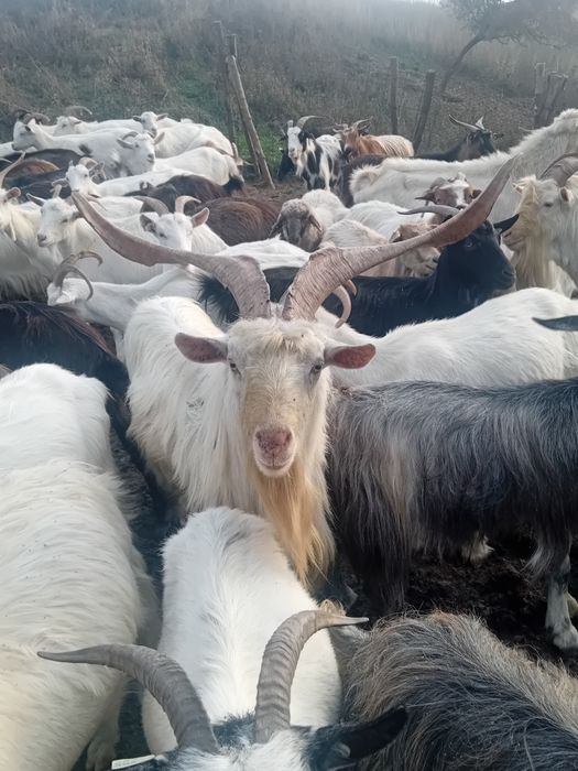 Tap Sannen de vânzare