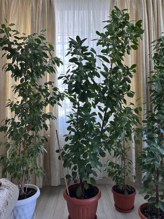 Фикус 170см, цена договорная