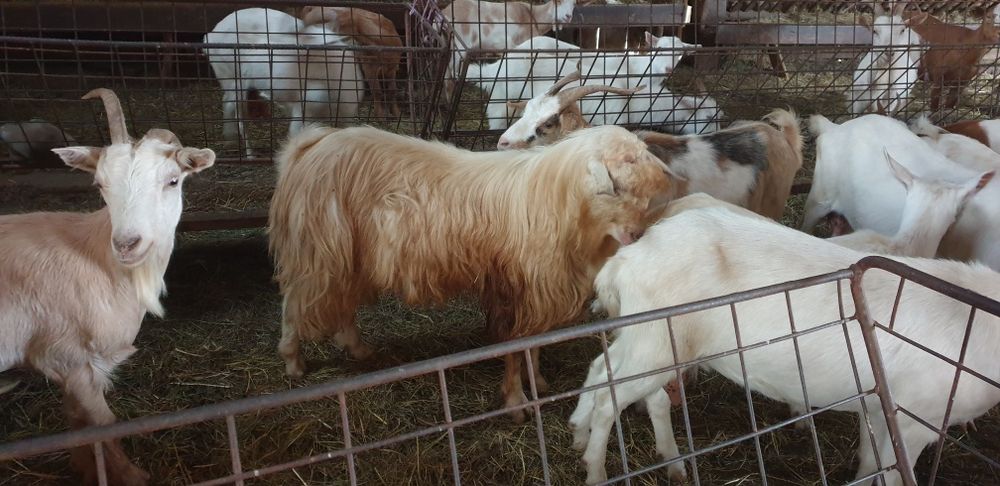 Țap de rasă alb de banat