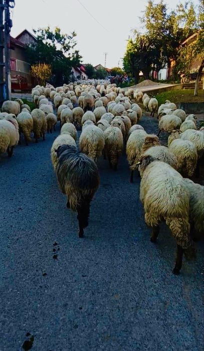 Vindem oi turcane 150 bucati