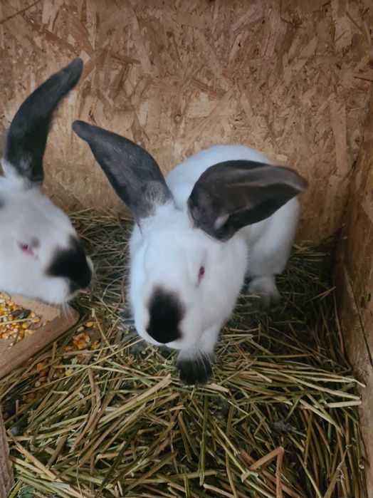 Urias de transilvania