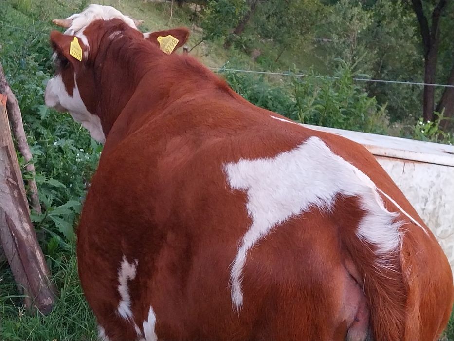 Vând 2 juninci de aproape 2 ani