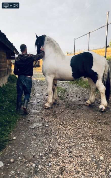 Armasar de monta sau vanzare