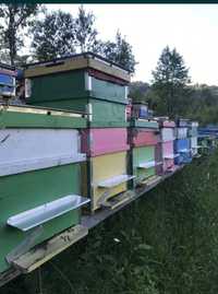 Albine cu lada și magazie
