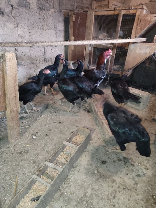 Продам бойцовых кур