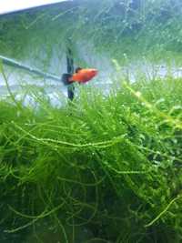 Vand/schimb plantă moss pentru acvariu