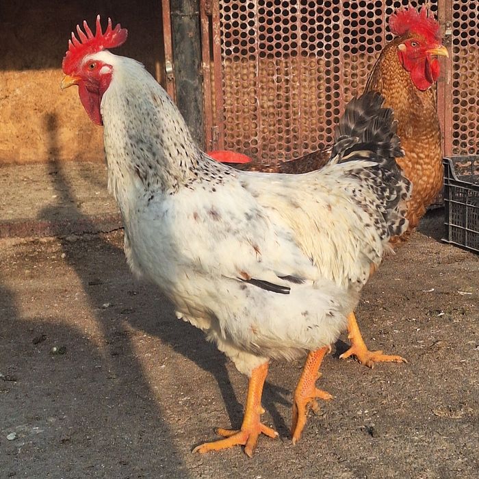 Vând gaini și cocoși Cabir