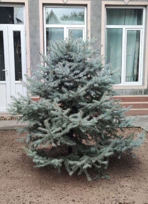 Archa sotiladi продается ёлка