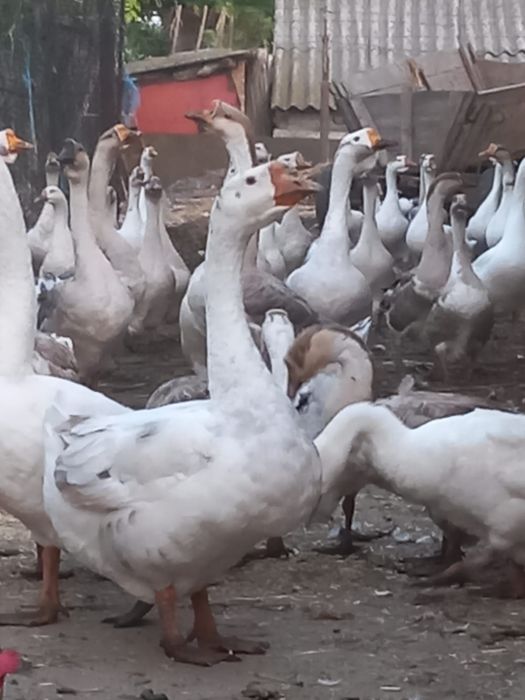 Gâște americane ouătoare