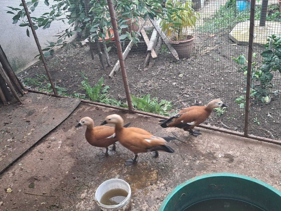 Pasari Califar Rosu