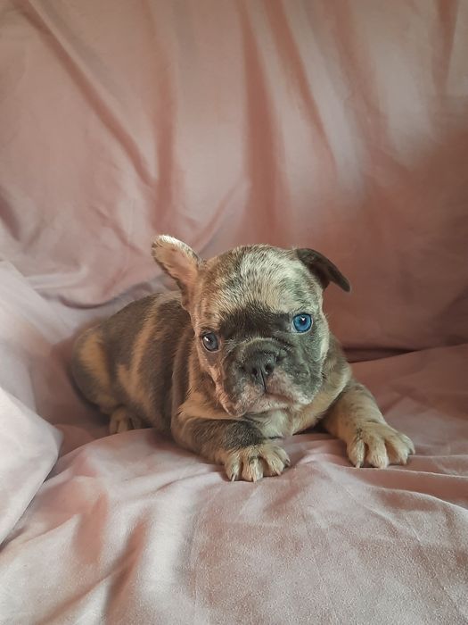 Французский бульдог мальчик