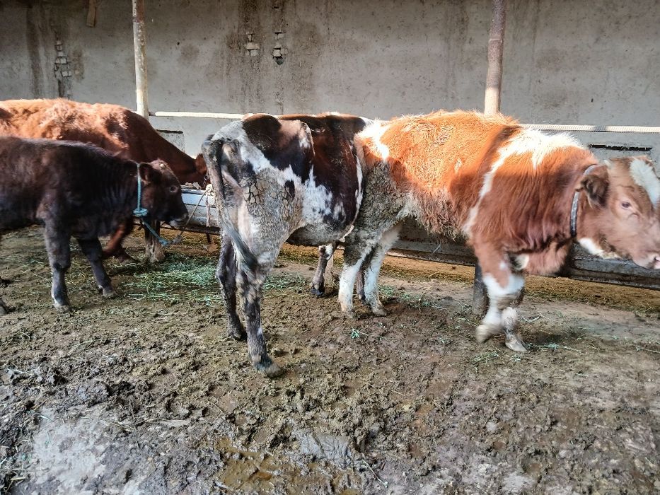 Сигир сотилади 12 млн