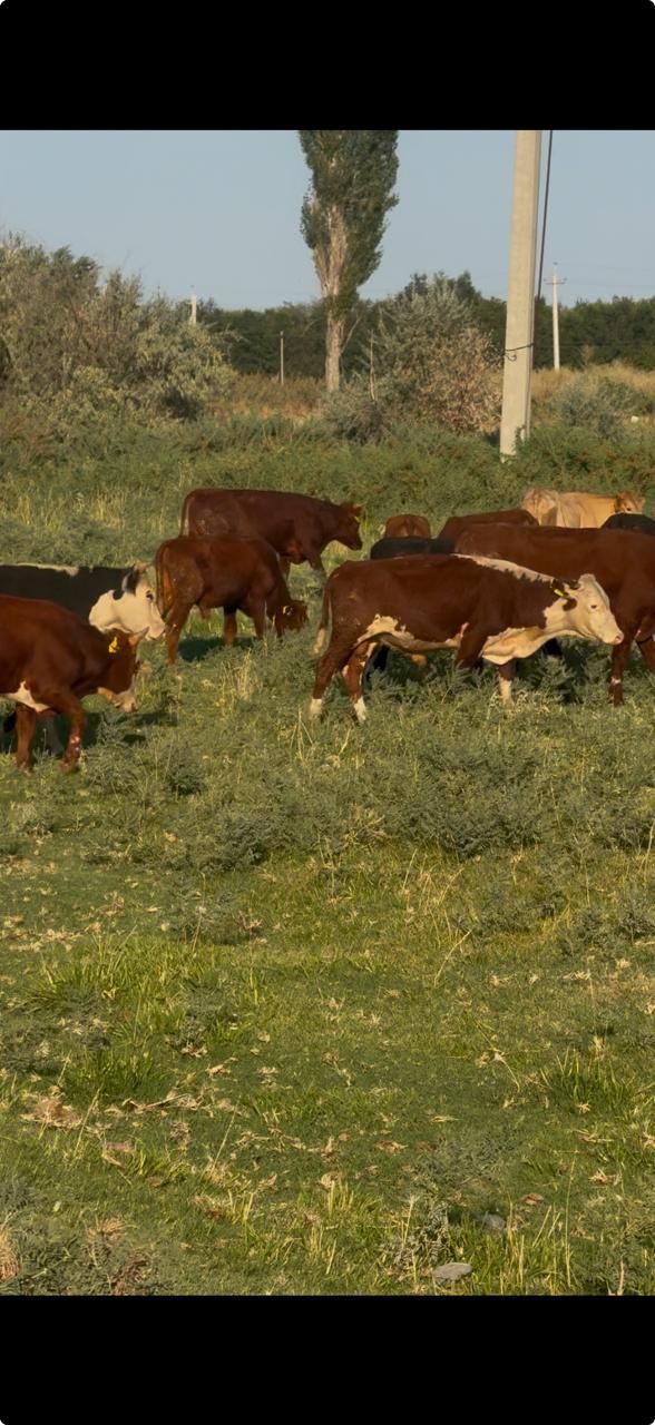 Продам бычков полторашек и двух годичных