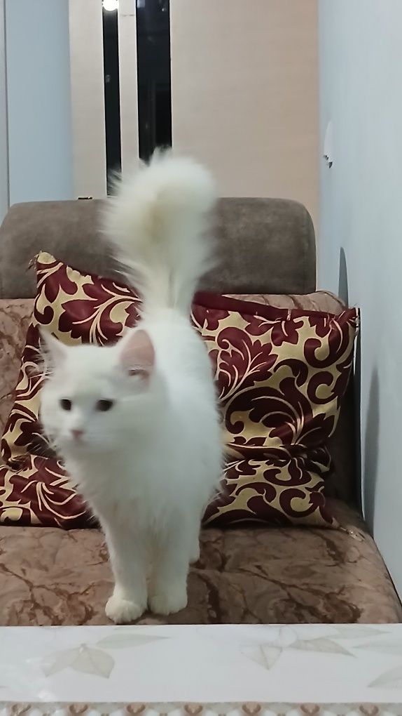 Bir juft asil zotili mushuglar bir joyga sotiladi