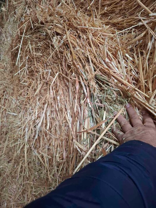 Рулонни бали люцерна и млечен зелен овес