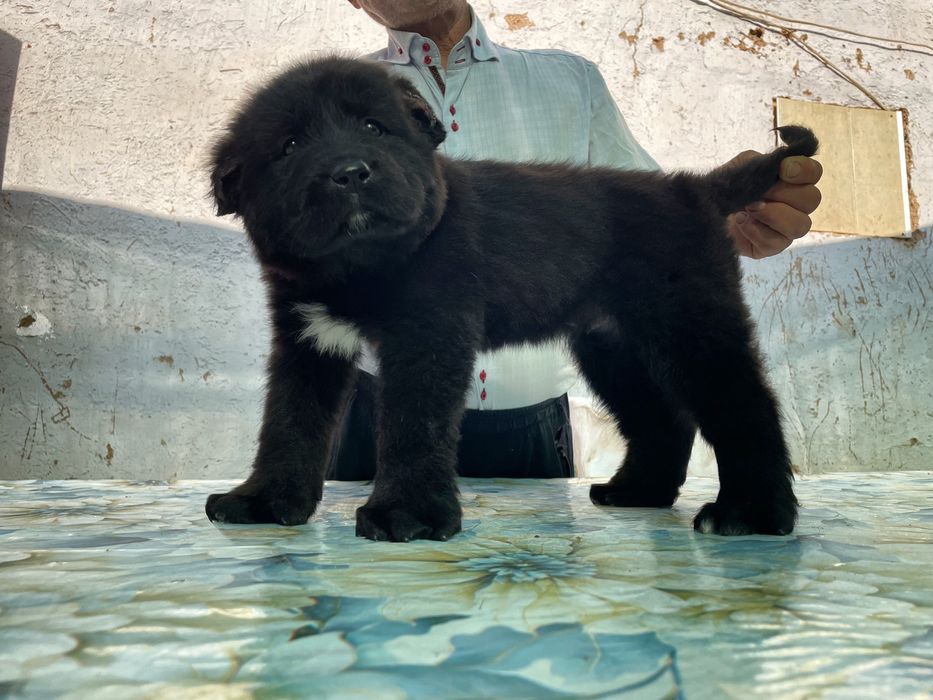 Щенок Алабая ( чистокровный )