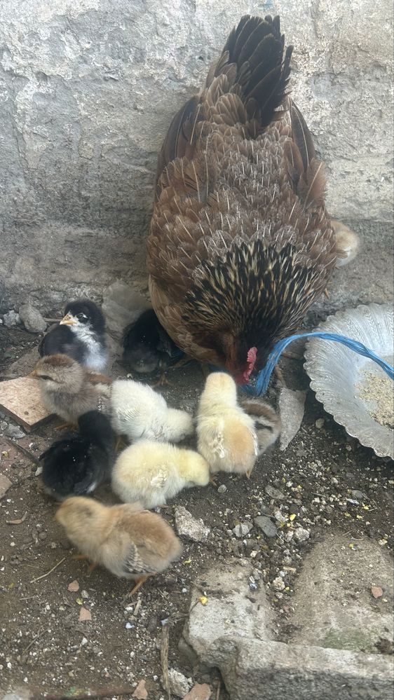 Vand closca pitulice italiana cu 10 pui de aceeasi rasa