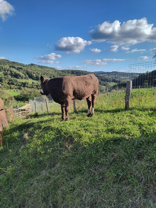 Juninci de 9 și 11 luni