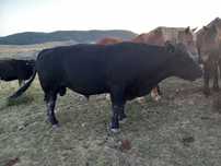 Taur angus cu certificat de monta!
