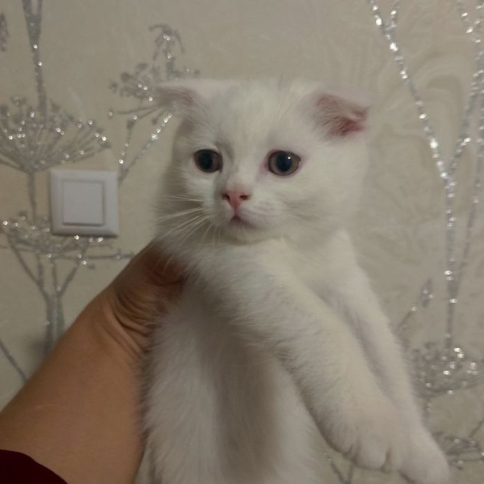Мушук боласи сотилади