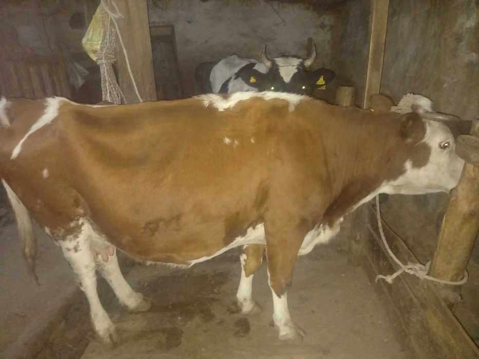 Продам молочную дойную корову