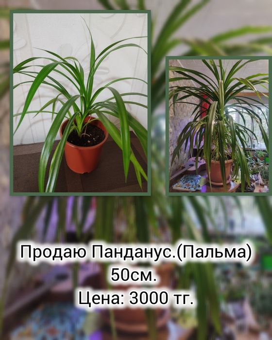 Домашний цветок Панданус (винтовая пальма)