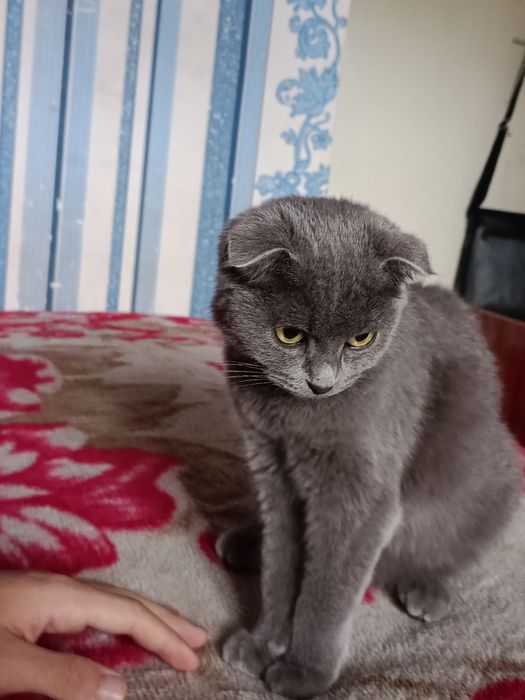 кошка 4 месяца  Scottish fold