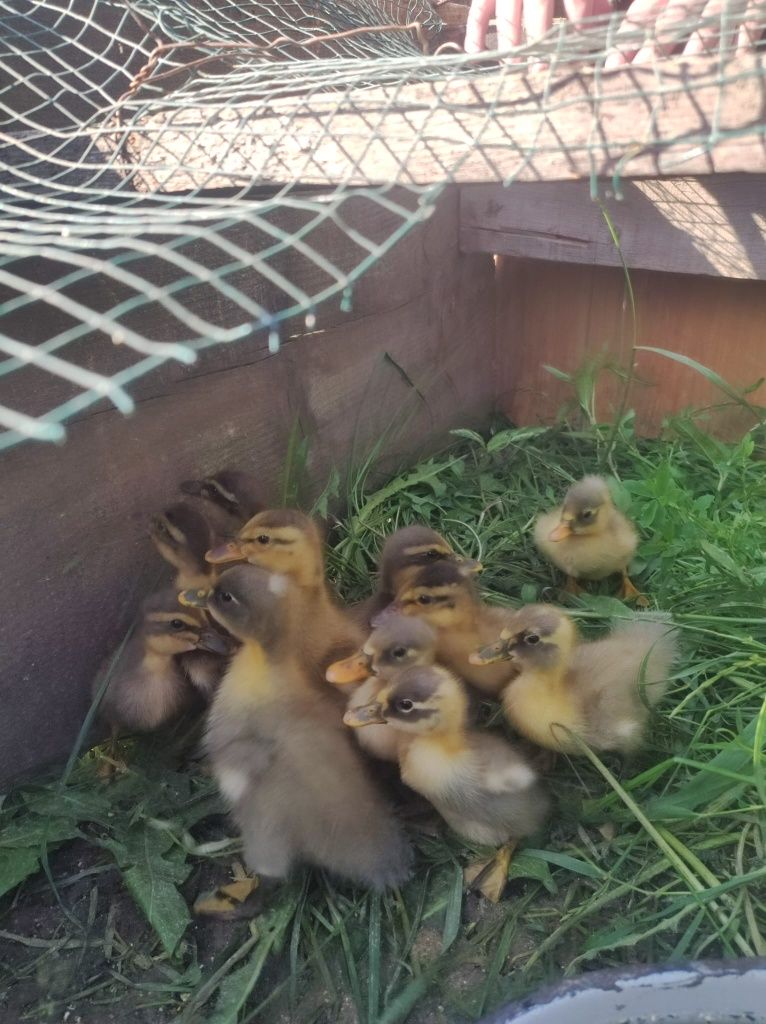 De vânzare pui de rață pekin