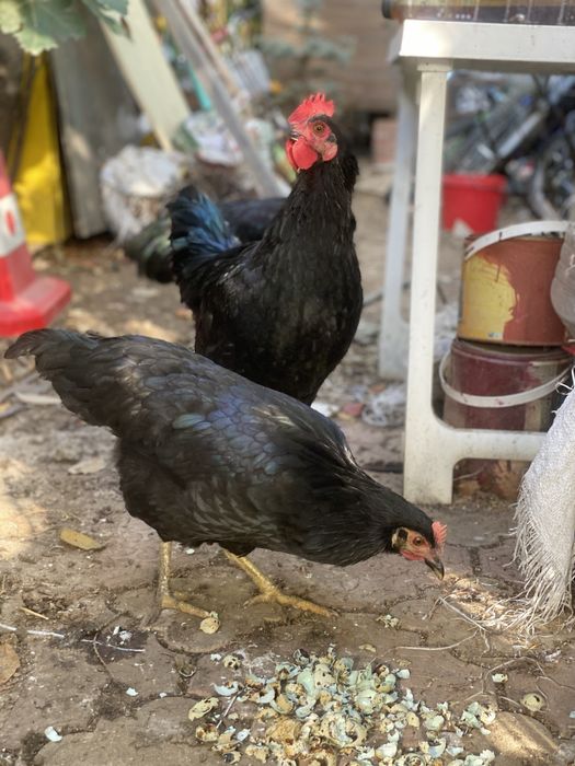 Australorp, gaina.