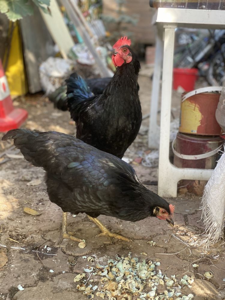 Australorp pereche, cocos + gaina.