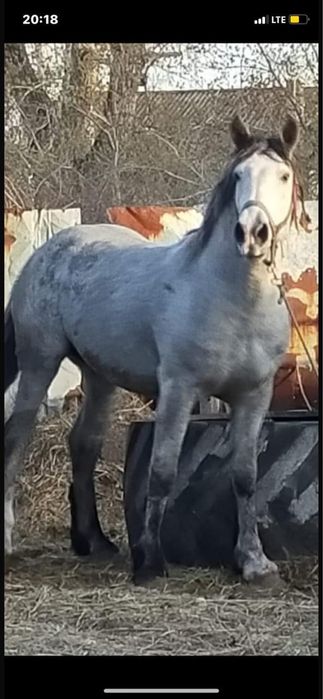 Айгыр сатылат полу тяж