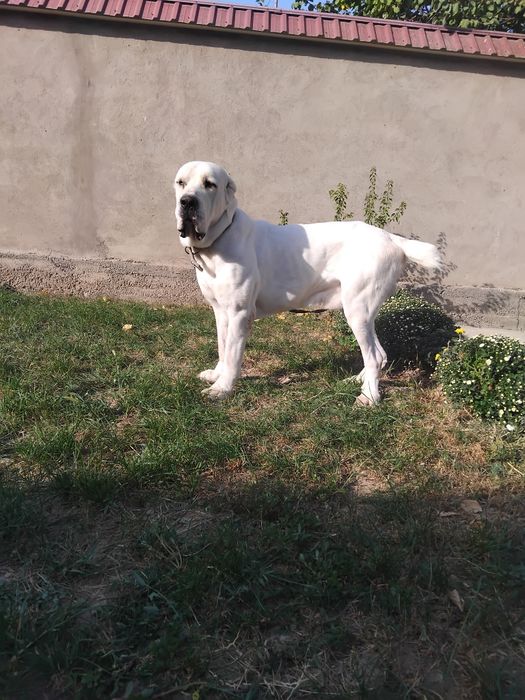 Алабай чистокровный вязка 150$