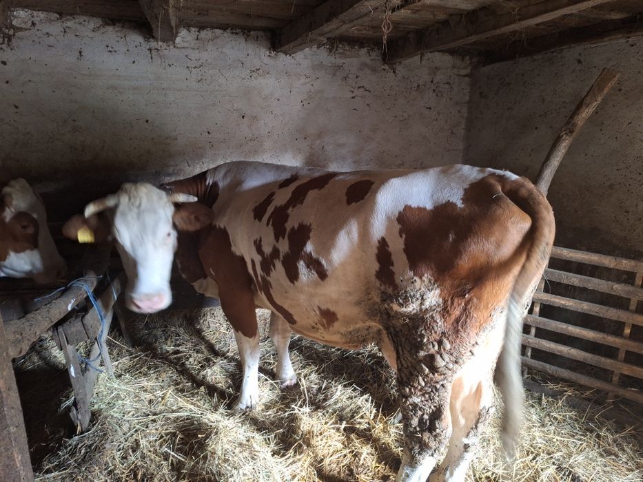 Vând vacă românească bălțat cu vițea