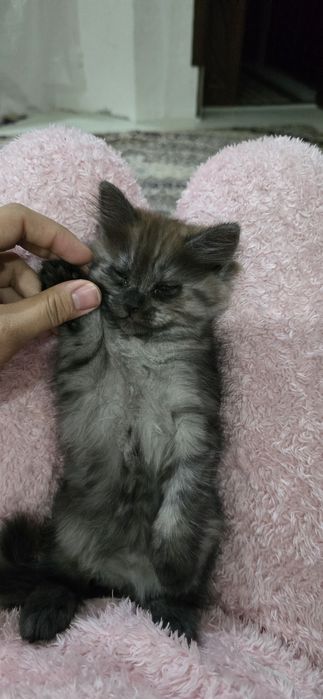 2 м.й котенок девочка, мама фолд