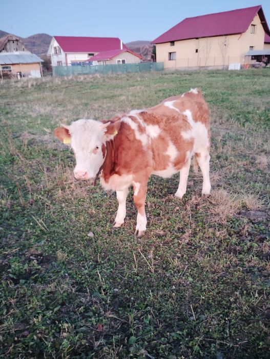 Vând juninca bălțată de 1 an