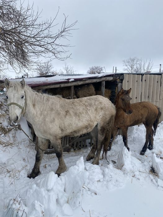 Продам кобылу с жеребенком