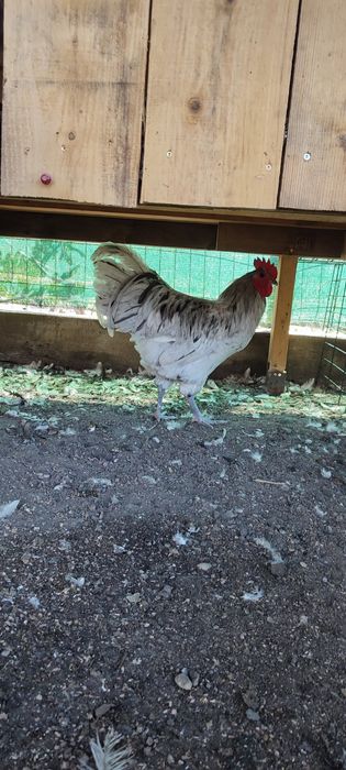 Vand Familie Australorp