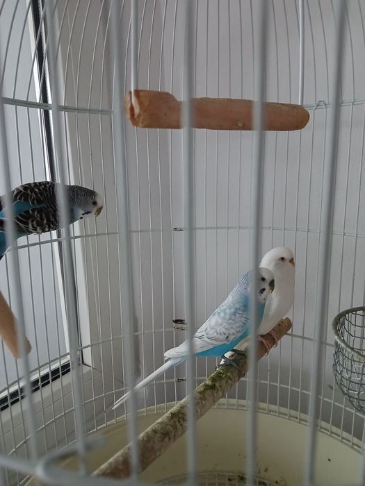 Papagali peruși cu colivie