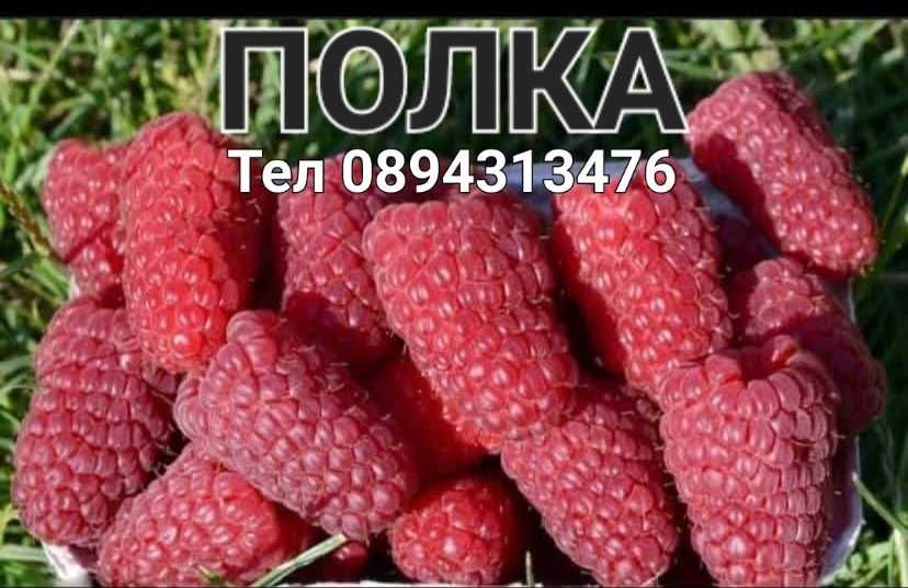 Разсад малини ягоди