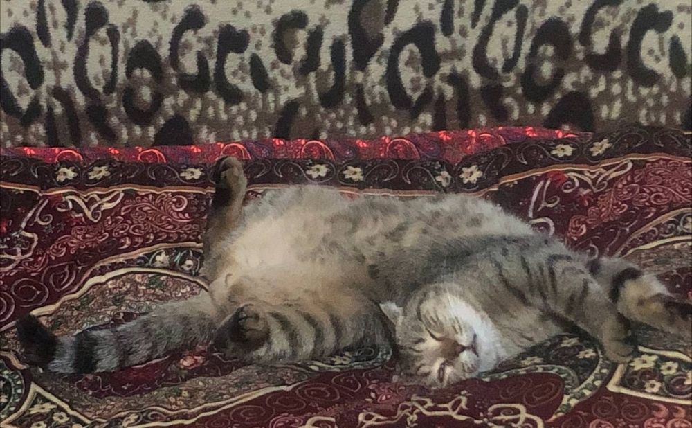 Мушукчам йуколиб колди