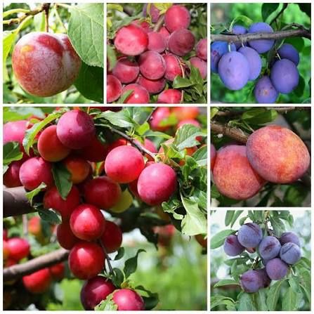 Pomi Fructiferi Clasici