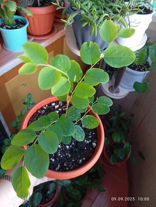 Растения разных сортов