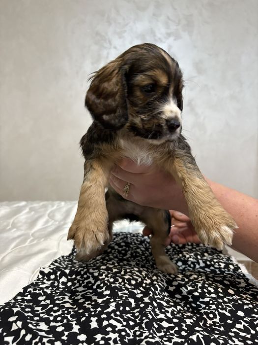 Кокер-Спингер Шпаньол